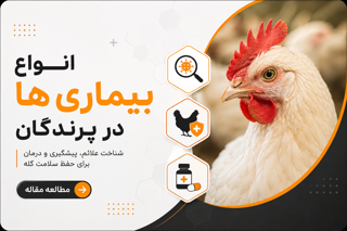 انواع بیماریهای پرندگان و طیور؛ علائم، راههای پیشگیری و کنترل