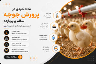 نکات کلیدی در پرورش جوجه سالم و پربازده؛ از ورود تا رشد مطلوب