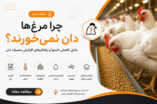 کاهش مصرف دان در مرغ و راههای اصولی افزایش اشتها